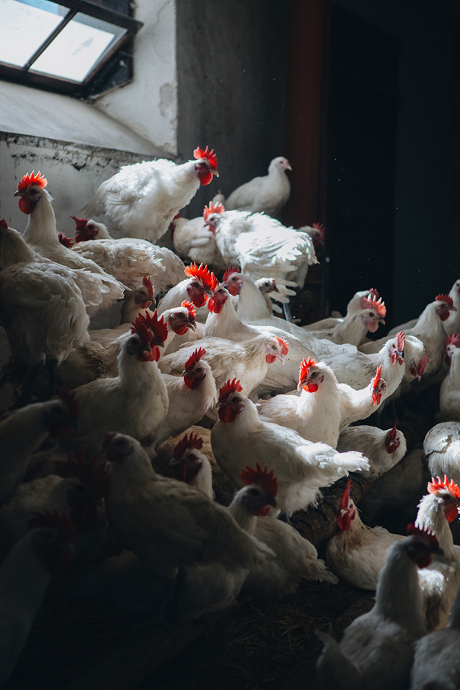 Amelie Niederbuchner