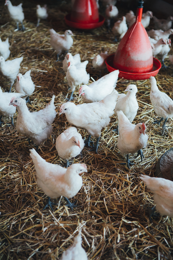 Amelie Niederbuchner