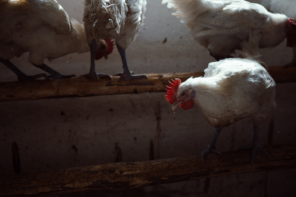 Amelie Niederbuchner