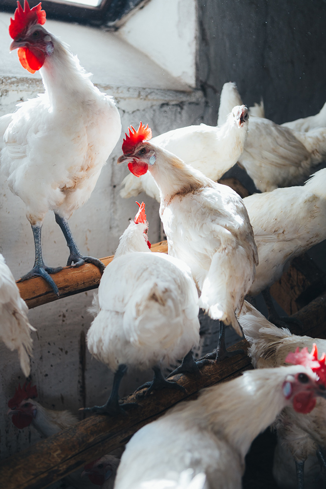 Amelie Niederbuchner