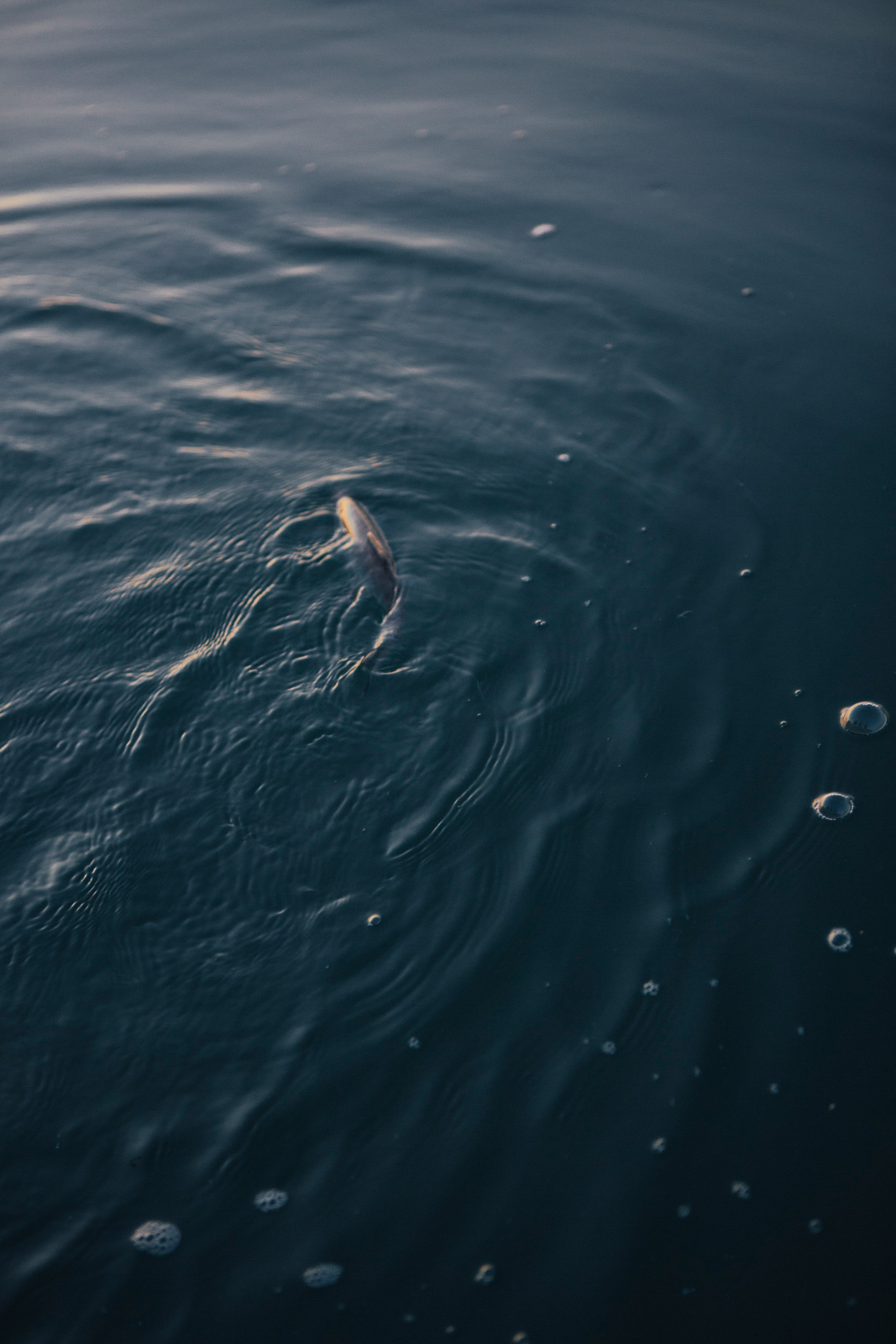 Fischerei_Lex_Fishery_Lake_Chiemsee_by_Amelie_Niederbuchner_Photographer_Munich_Fotograf_Fotografin_München_Food_Reportage 