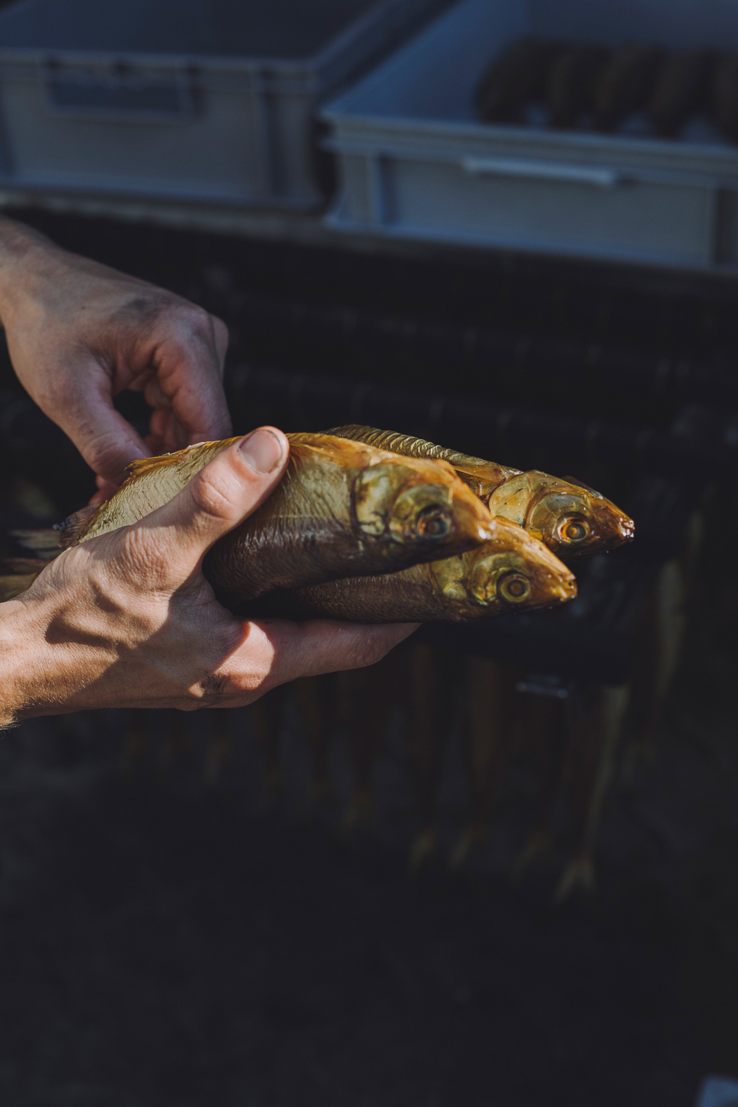 Fischerei_Lex_Fishery_Lake_Chiemsee_by_Amelie_Niederbuchner_Photographer_Munich_Fotograf_Fotografin_München_Food_Reportage 