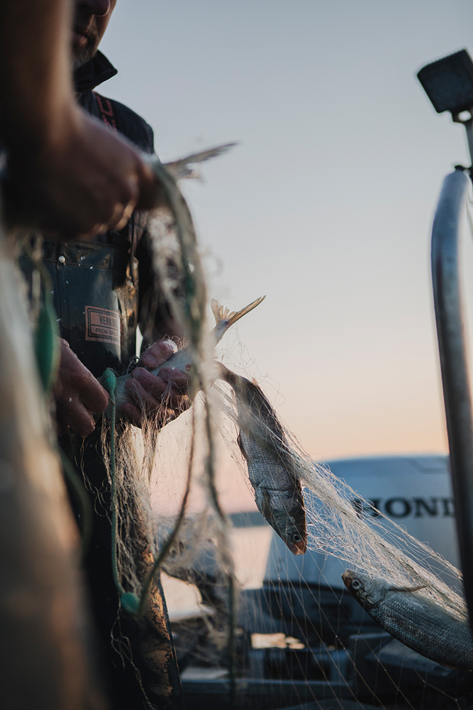 Amelie Niederbuchner