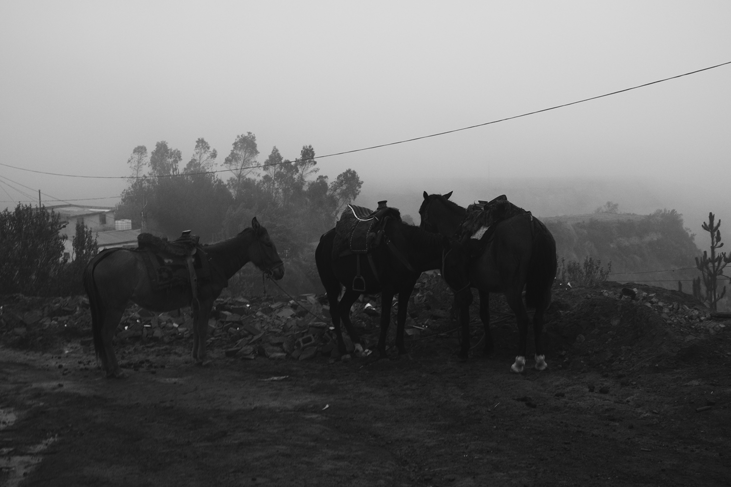 Amelie Niederbuchner