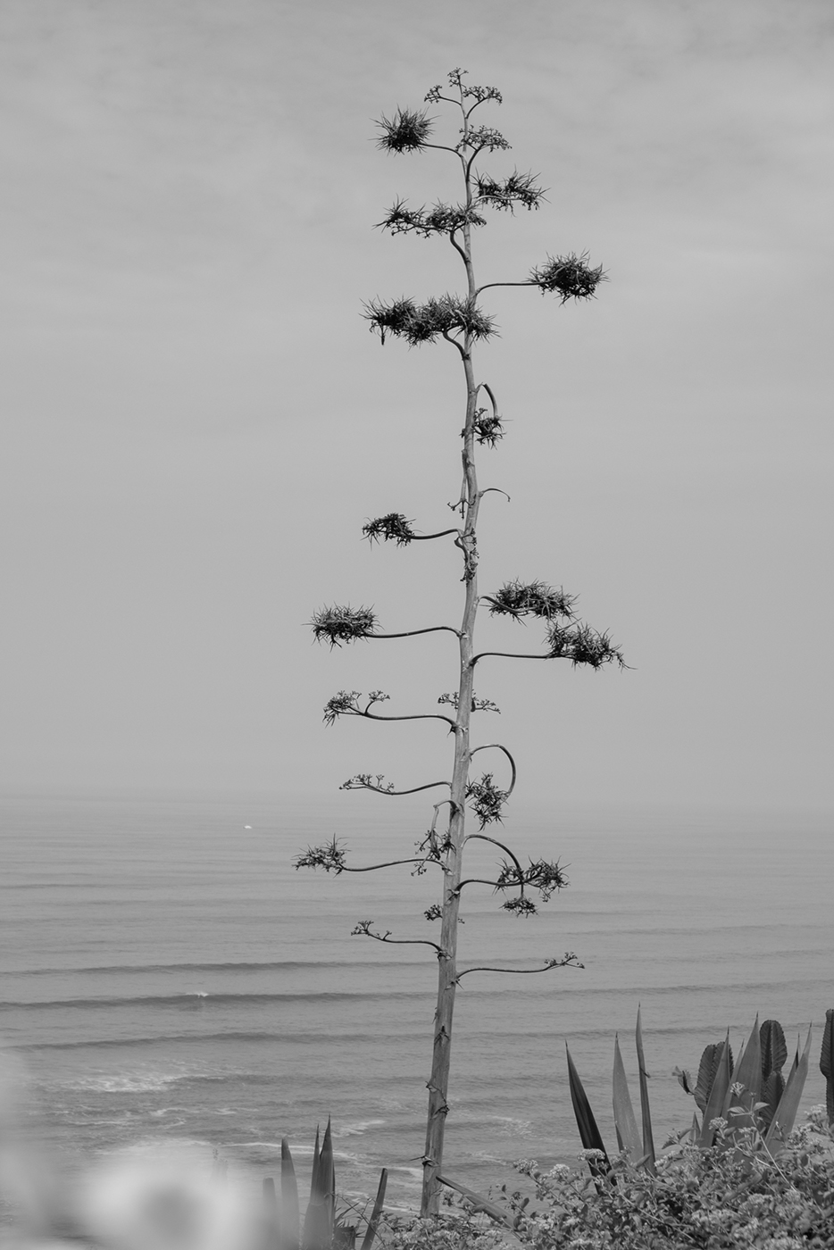 Amelie Niederbuchner