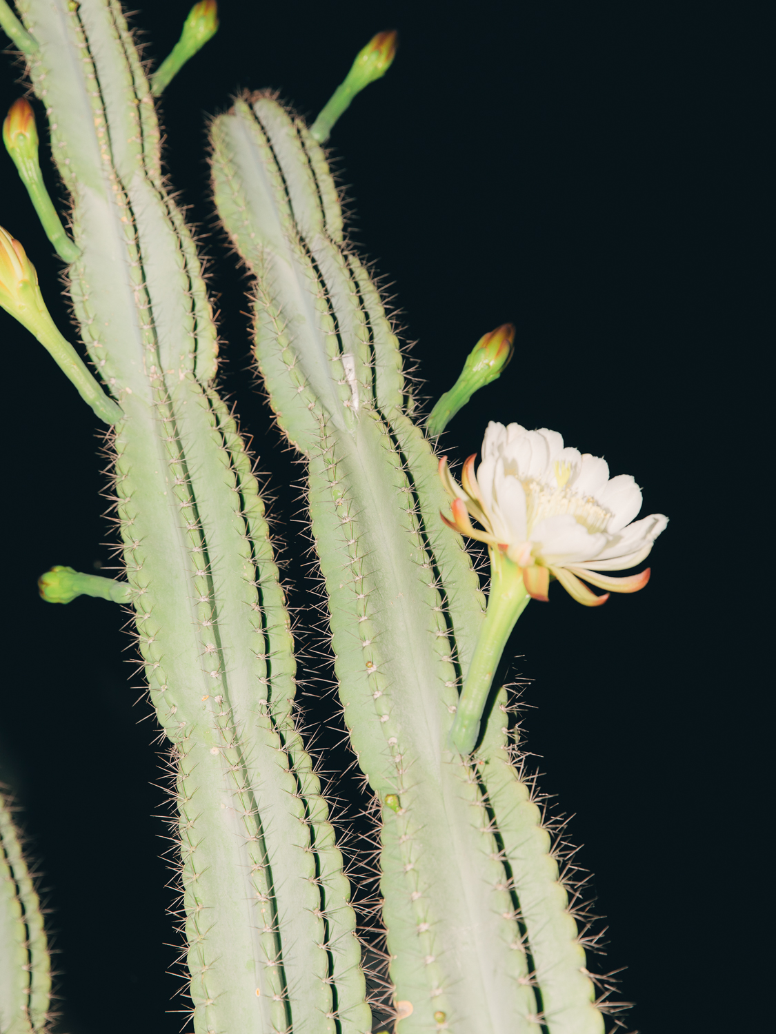 Amelie Niederbuchner