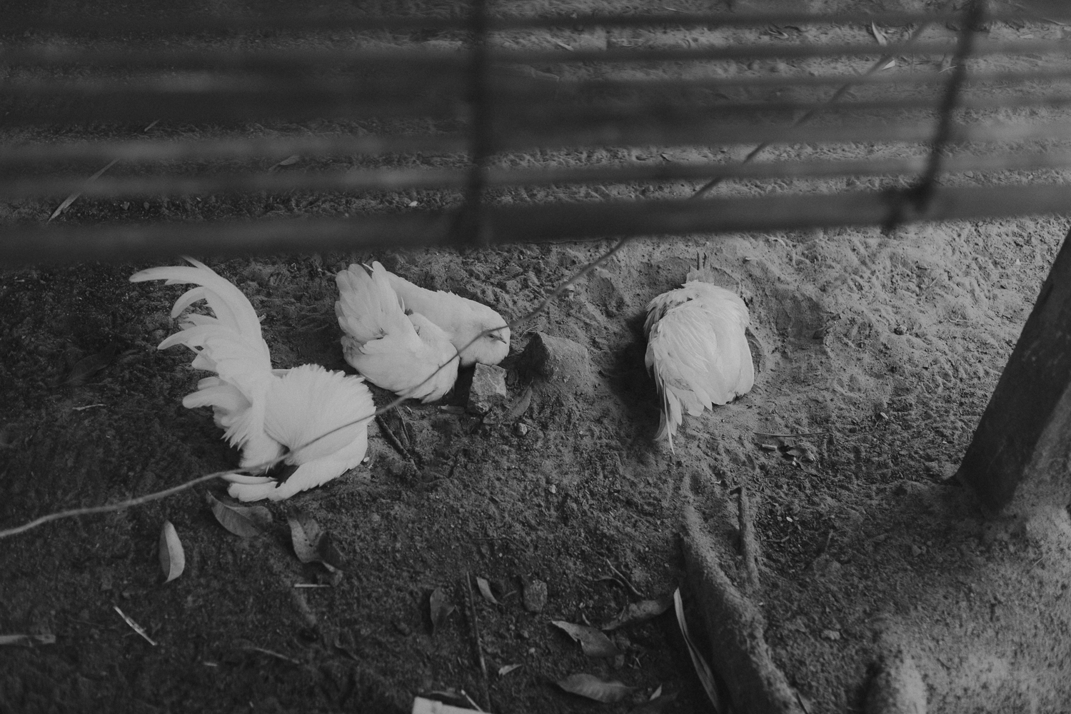 Amelie Niederbuchner