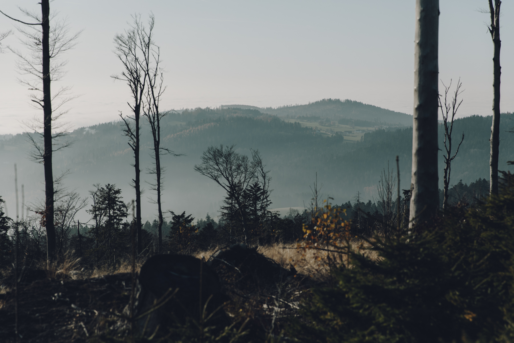 Bayerischer Wald