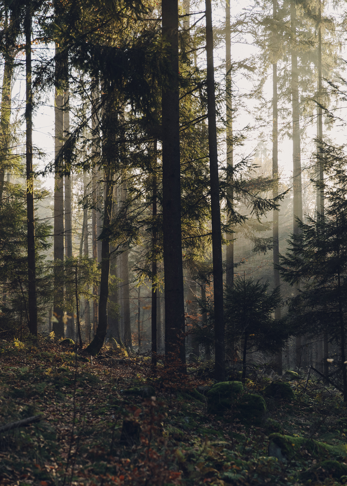 Bayerischer Wald
