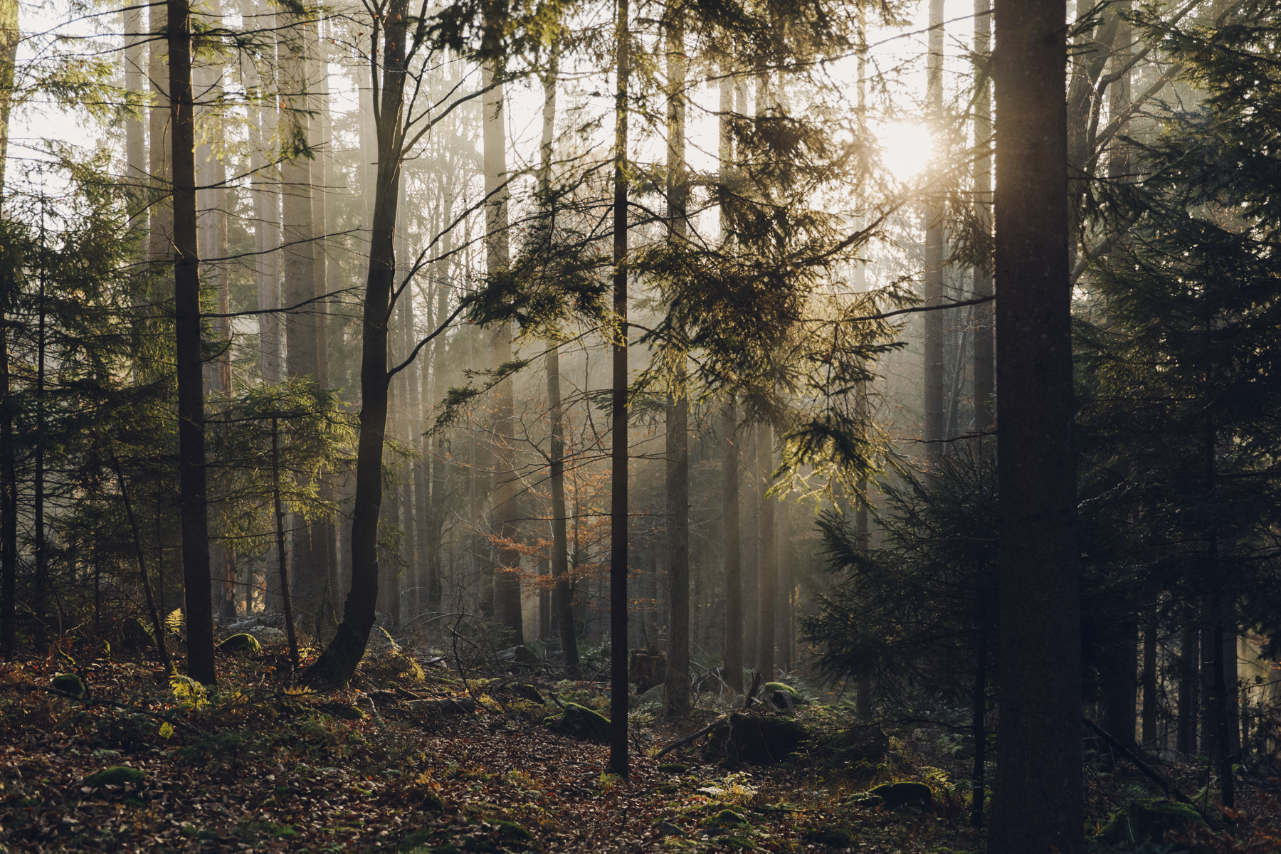 Bayerischer Wald