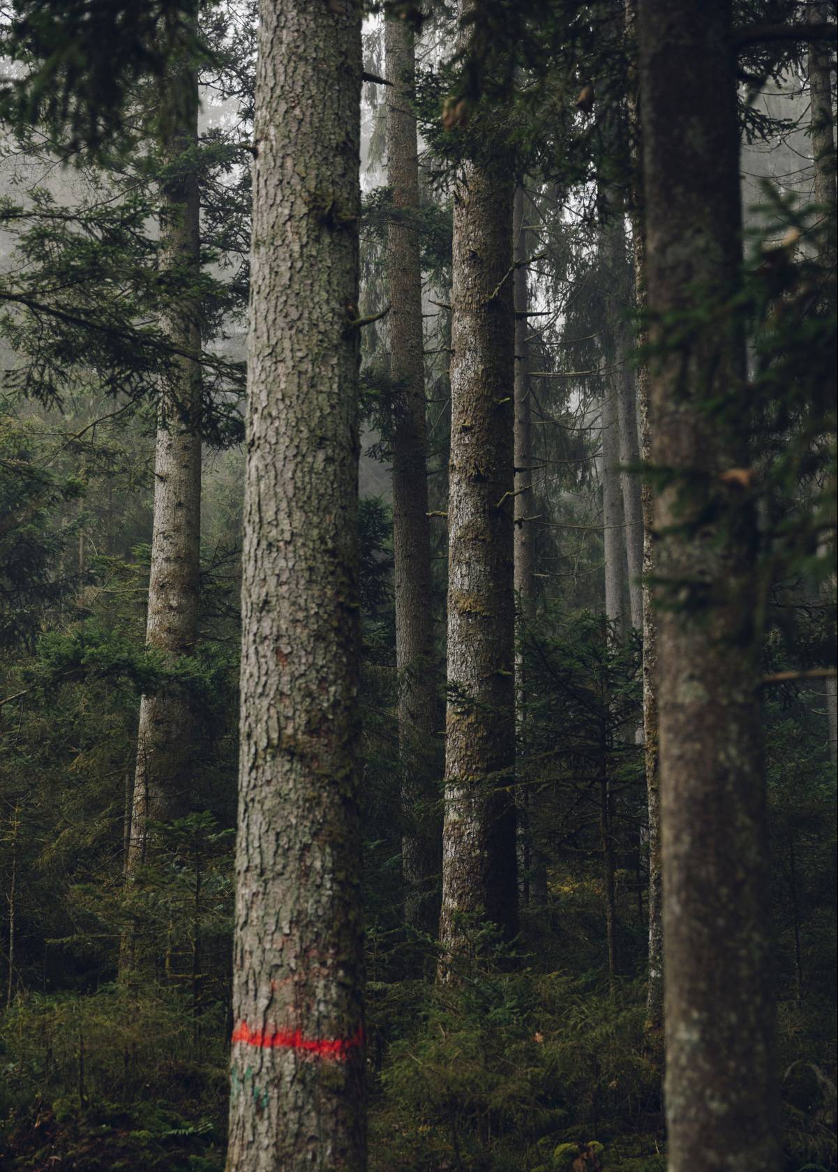 Bayerischer Wald Bäume 