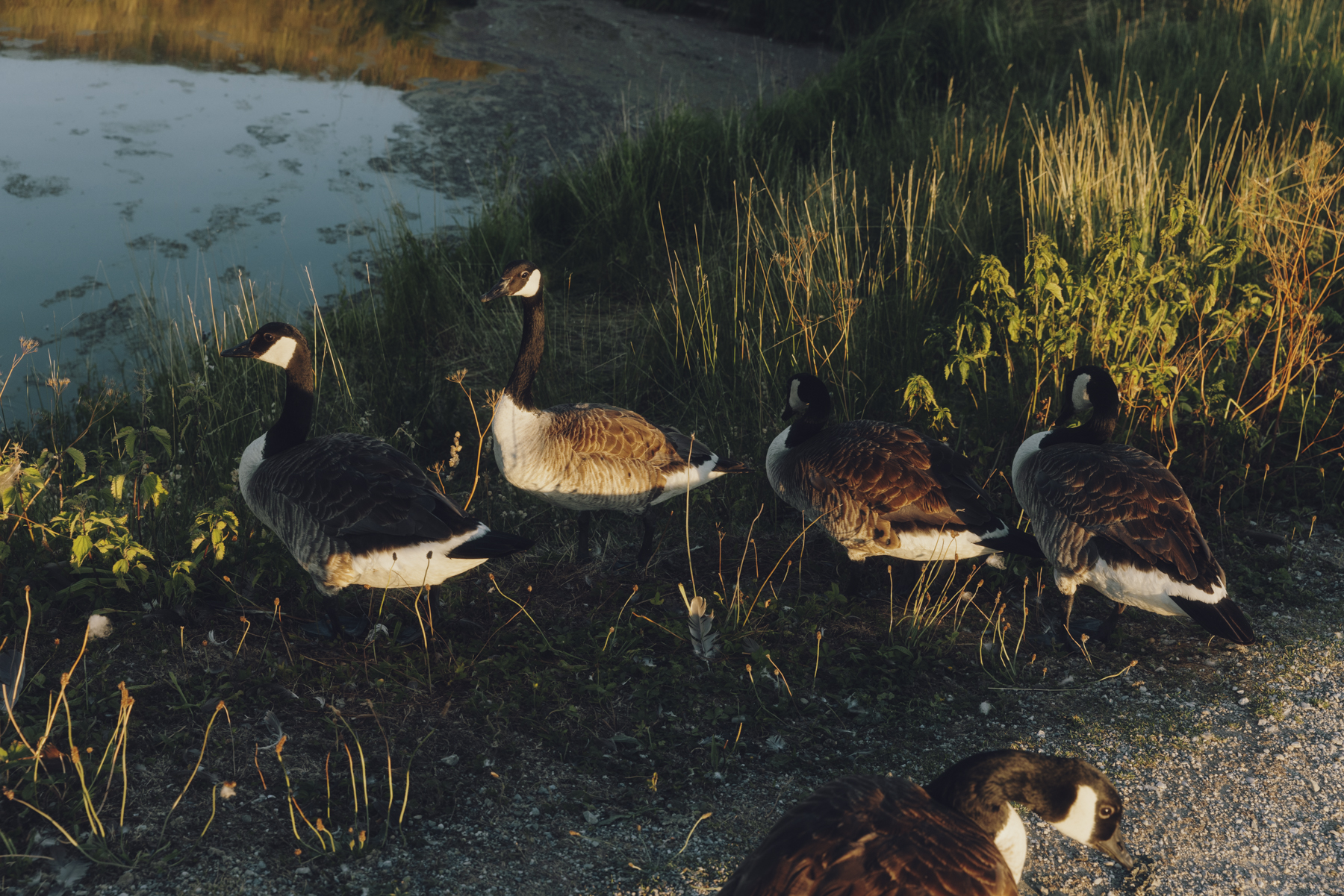 Amelie Niederbuchner