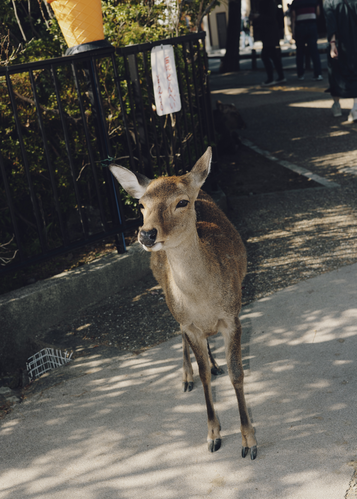 Amelie Niederbuchner