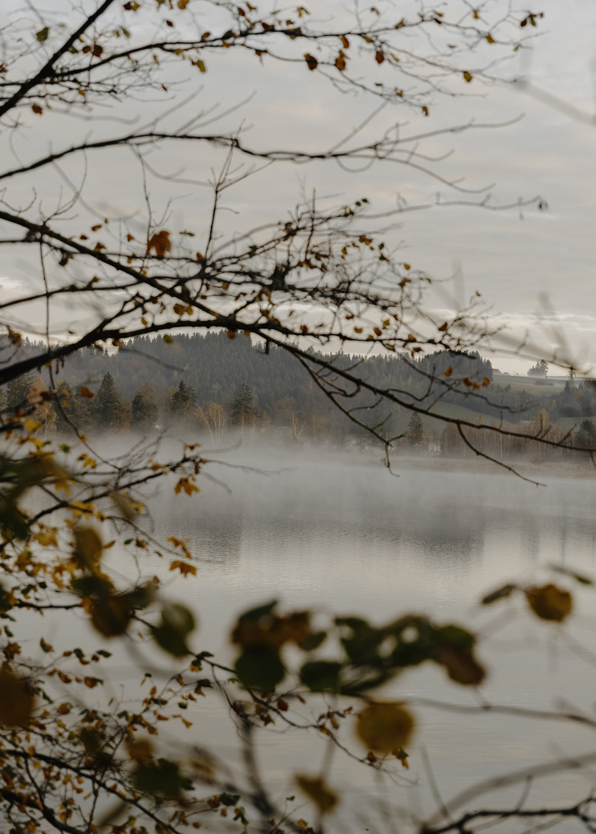 Amelie Niederbuchner